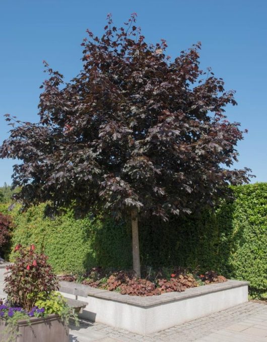 A large maple tree in a garden. Acer platanoides Crimson King Maple Tree in planter box large feature tree with dark purple leaves