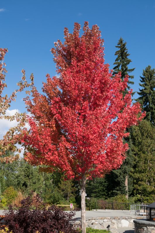 Acer 'Frank Jr Redpointe' Maple 16" Pot with red leaves.