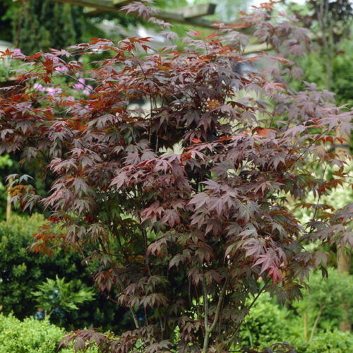 Acer 'Beni Kagami' Japanese Maple 20" Pot with red leaves, in a garden.