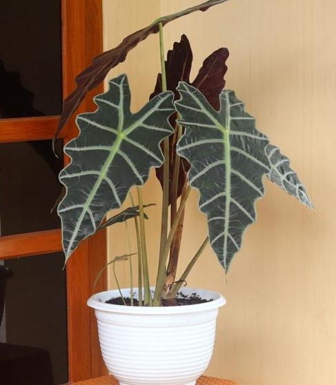 A plant with large leaves in a white pot, specifically an Alocasia 'Burgundy' Elephant Ears 7" Pot.