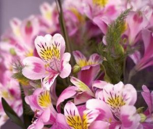 A bouquet of Alstroemeria 'Inca flamingo' Peruvian Lily flowers in pink and yellow colors, beautifully arranged in a vase.