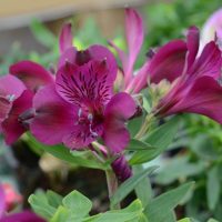 Alstroemeria 'Inca Replay' Peruvian Lily dark purple flowers and green foliage