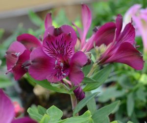 Alstroemeria 'Inca Replay' Peruvian Lily dark purple flowers and green foliage