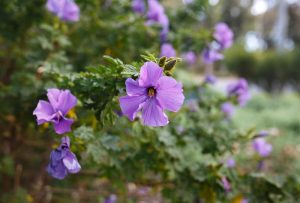 Purple flowers on a bush with green leaves, such as Alyogyne 'East Coast Gem' Native Hibiscus australian native