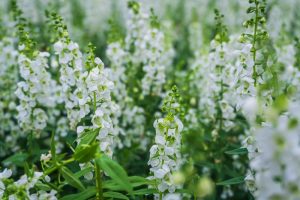 flowering white perennial plant growing em masse with delicate white flowers angelonia angustifolia white