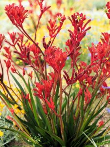 anigozanthos flavidus kangaroo paw Frosty Red. Furry paw shaped australian native flowers. Fantastic border plant
