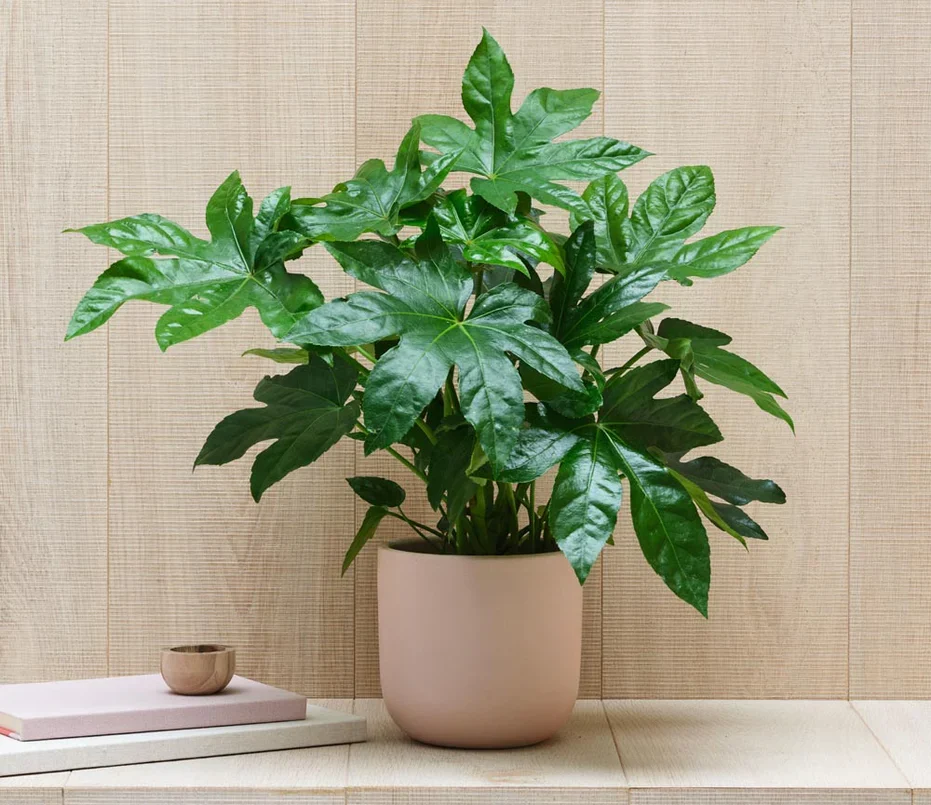 Aralia Japonica indoor plant