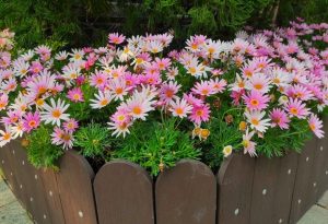 A flower bed with pink and white daisies, including the Argyranthemum frutescens Angelic Giant Pink Marguerite daisy plants flowers