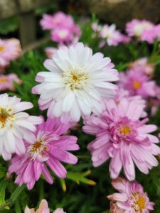 aramis pink eye marguerite daisy Argyranthemum flowers growing in a garden with pink and white flowers