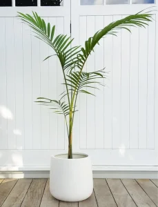 Bangalow-Palm-in-Bianca-Pot-34cm