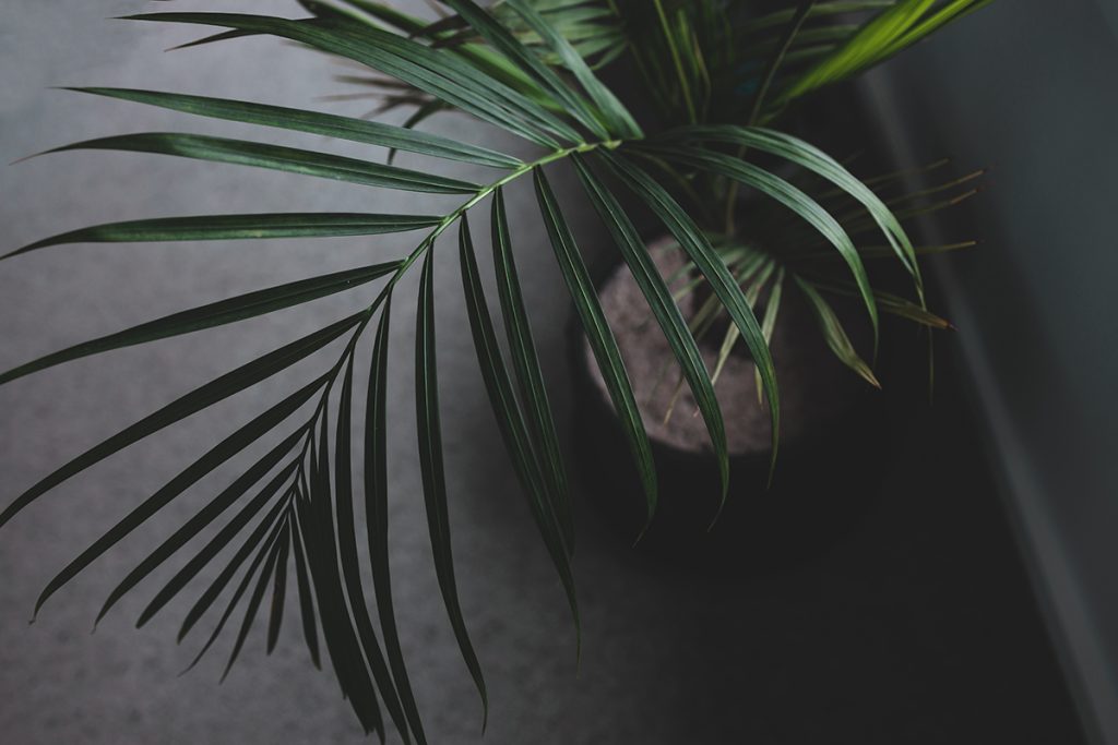 Bangalow palm plant in a black pot, adding a touch of summer to a grey floor.