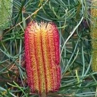 A bunch of red and yellow Banksia cockatoos on a tree, perched among the Banksia 'Red Swamp Banksia' australian native