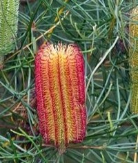 A bunch of red and yellow Banksia cockatoos on a tree, perched among the Banksia 'Red Swamp Banksia' australian native