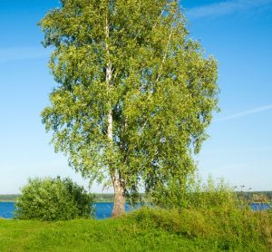A Betula 'Dura Heat' PBR River Birch' 16" Pot tree on a grassy field near a lake.
