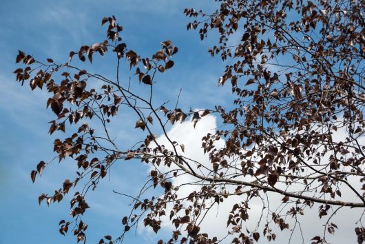 The Betula 'Purple Leaf Birch' 13" Pot tree's purple leaves against a blue sky.