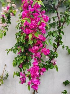 Bougainvillea bambino 'Jazzi' climber creeper. Pink or light purple bracts