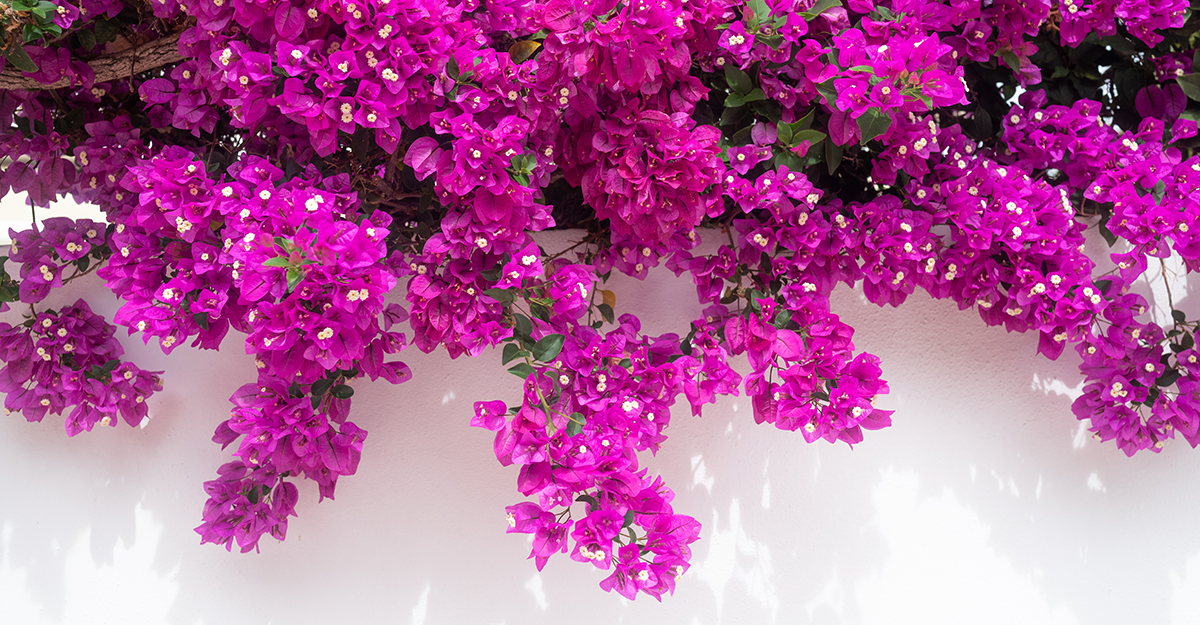 Bougainvillea flower