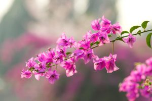 Pink flowers on a Bougainvillea 'Pink Clusters' 8" Pot branch with trees in the background.