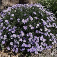A dense cluster of purple and white daisies in a garden setting, surrounded by mulch, some green foliage, and a vibrant Calathea 'Network' Prayer Plant in a 5" pot thriving nearby.