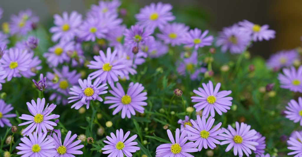 Brachyscome purple flowers