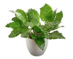 calathea musaica network prayer plant in a white pot decorative indoor plant feature lime green leaves