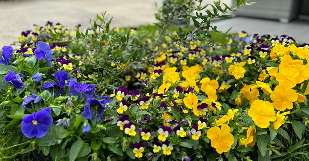 Calibrachoa Flowers