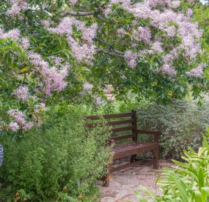 Calodendron capense Chandlers Silver Cape Chestnut tree