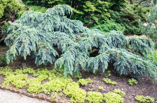 Cedrus deodara Feelin Blue. Blue weeping cedar advanced. Blue Conifer growing in forest garden