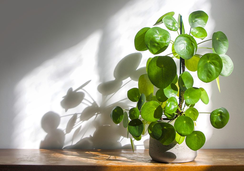 A vibrant summer garden plant showcased in a pot on a table.