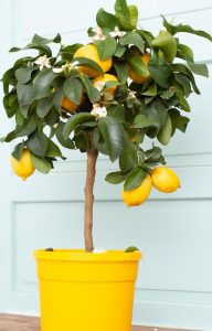 citrus limon tree planted in a pot with fruiting lemons hanging off branches in a yellow pot. Citrus Lots a Lemons