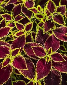 A close up of a Coleus 'Main Street Abbey Road™' 8" Pot plant with red and yellow leaves. purple