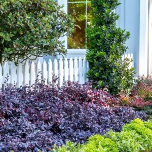 Colour Themed Garden, Loropetalum