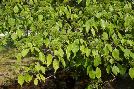 Cornus alternifolia Pagoda Dogwood Alternate Leaf Dogwood tree