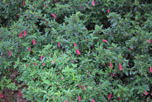 Correa reflexa pulchella 'Dusky Bells' Native Fuchsia on a green native australian shrub with pink trumpet shaped small flowers