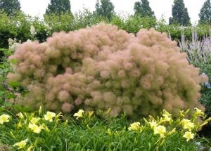 A pink Cotinus 'Young Lady' Smoke Bush 6" Pot in a garden full of flowers.