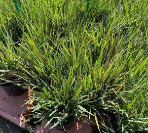 dianella flax lily grass compact blue