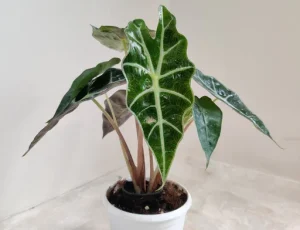 Elephant Ear indoor plant