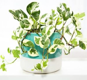 Epipremnum aureum Snow Queen Devils Ivy Variegated Pothos in a decorative pot climbing