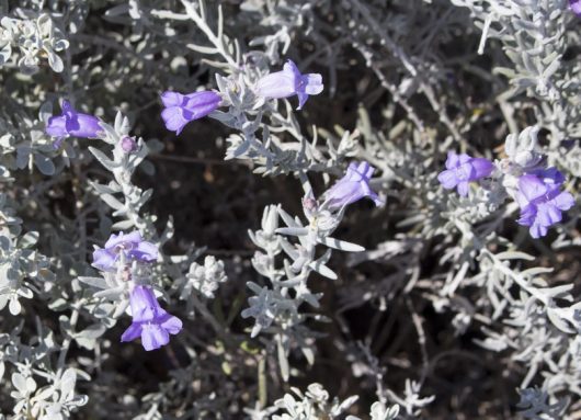 hello cocky eremophila glabra emu bush silver grey leaves and purple mauve flowers australian native