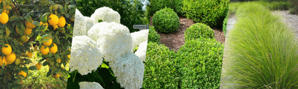 A modern collage of different plants and flowers in various garden styles.