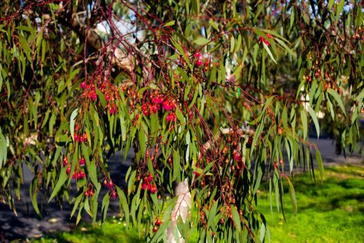 Eucalyptus leucoxylon var macrocarpa Large fruited yellow gum red flowering fruits off green leaves