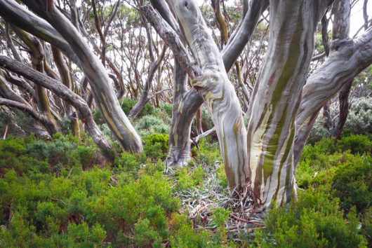 Eucalyptus pauciflora Snow Gum Trunks growing wild in australia with twisted multicoloured trunks