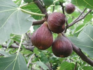 ficus carica red condaria fig tree