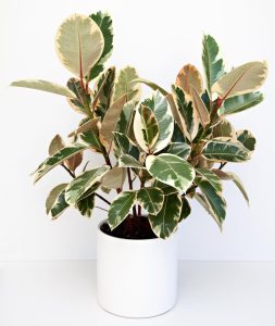 Ficus elastica Tineke Rubber Plant in decorative white plant as a feature indoors. Variegated foliage of green, cream and pale pink