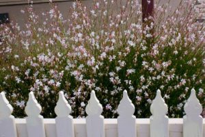 Gaura 'Variegated Pink' butterfly bush with white fence flowering