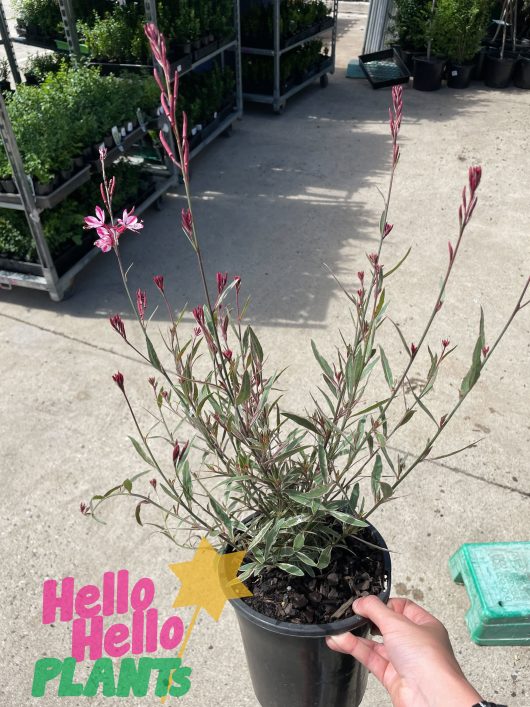 variegated gaura butterfly bush 8inch pot plant