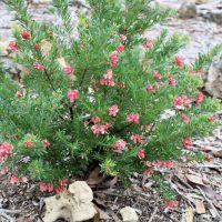 grevillea pink pixie australian native shrub with pink and cream white flowers