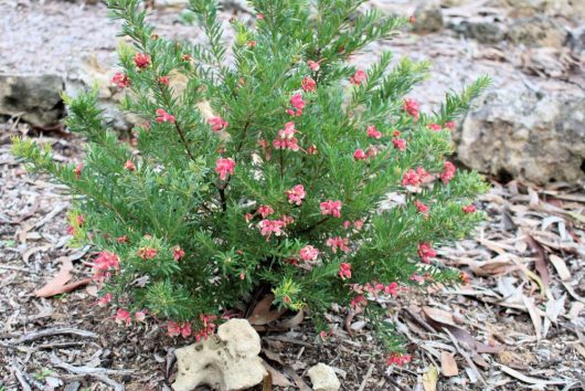 grevillea pink pixie australian native shrub with pink and cream white flowers