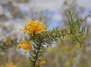 Grevillea juniperina x rhyolitica 'Sunkissed' australian native shrub