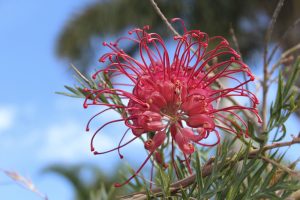 Grevillea obtusifolia Gin Gin Jewel groundcover grevillea with green foliage and red spider shaped flowers